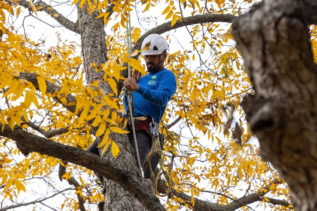 Skilled Storm Damage Cleanup crew working in Brighton
